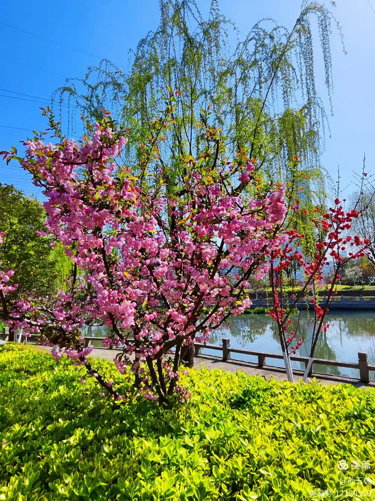 桃溪公园桃花开